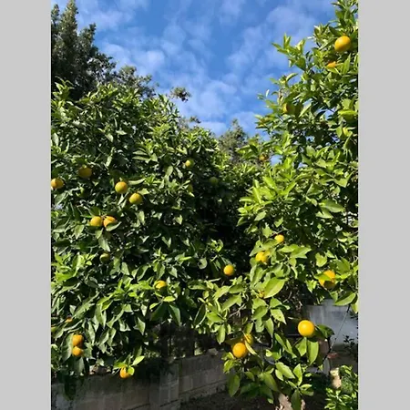 Margherito Villa Veglie